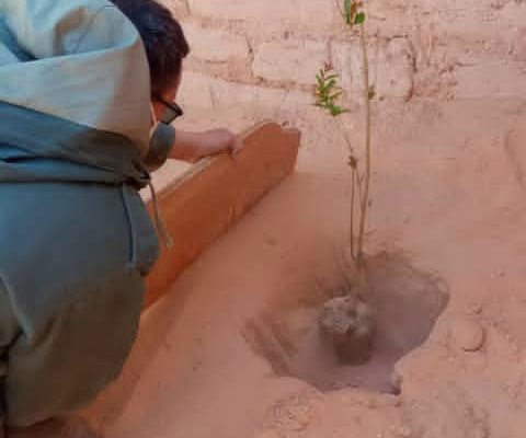 Fichi e melograni nel deserto