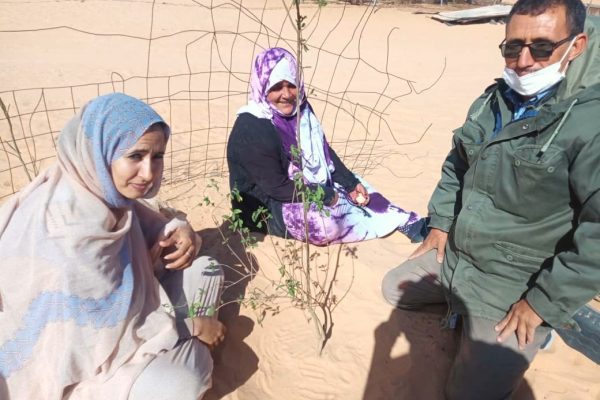 Fichi e melograni nel deserto