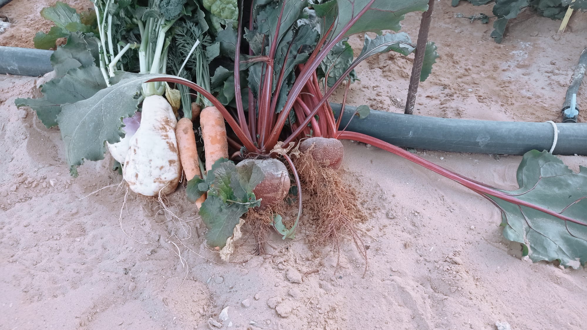 Progetto: PRODAZ. PRODUZIONE IN AZIONE – Rafforzamento del sistema produttivoagroalimentare nelle tendopoli saharawi