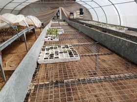 foto-parcella-didattica-formazione-agroecologia10