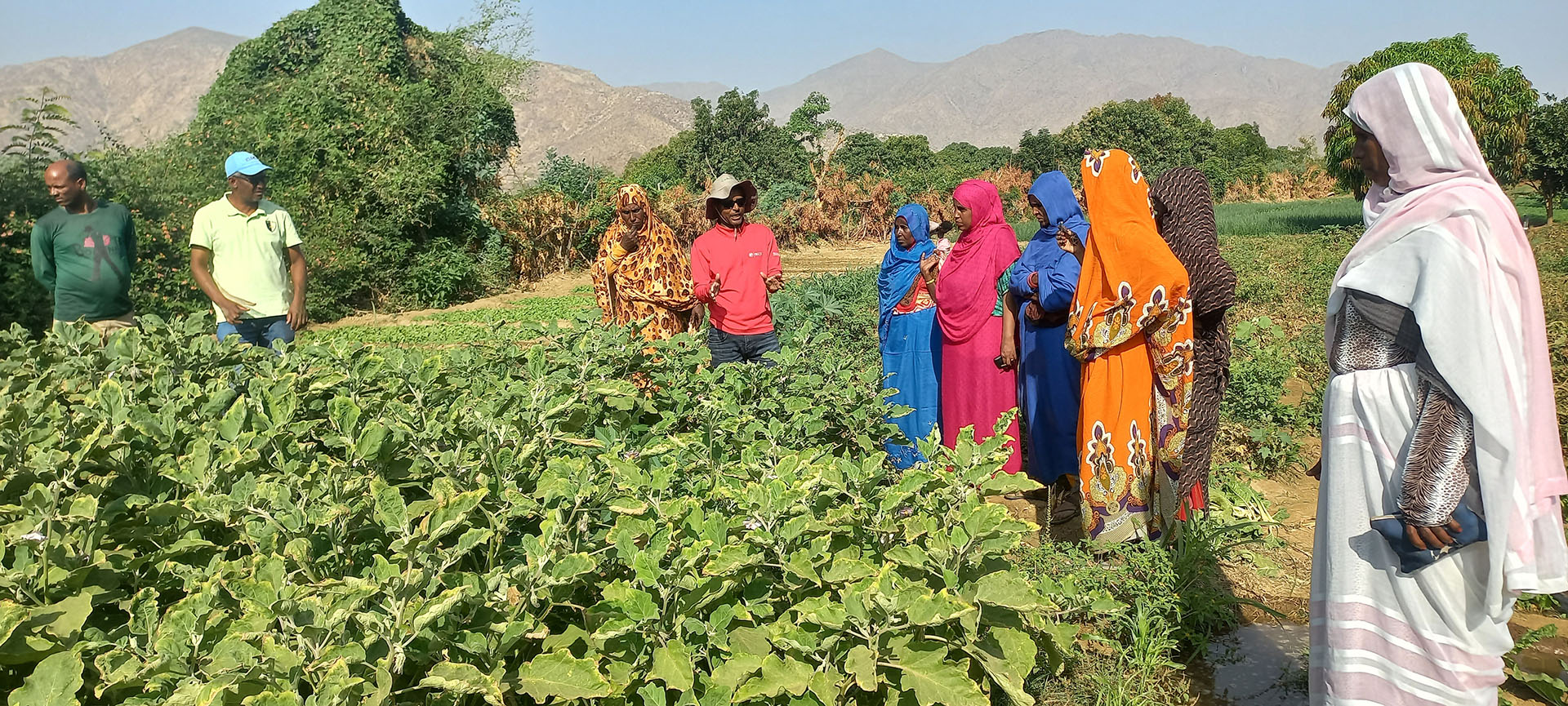 Rapporto intermedio – Progetto Miglioramento della sicurezza alimentare e dell’accesso al mercato del lavoro in Eritrea – AID 012848/01/0