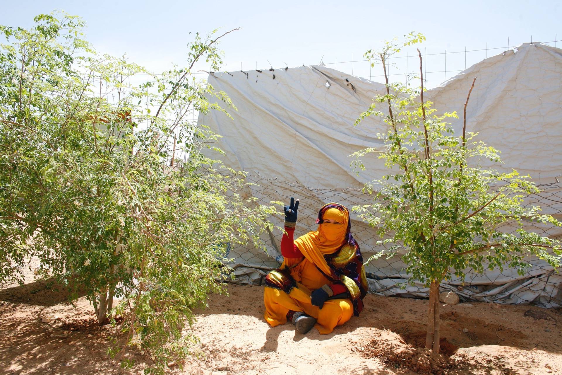 Coltivare Salute: supporto alle produzioni alimentari locali per migliorare la qualità della dieta della popolazione sahrawi rifugiata in Algeria AID 013244/06/4